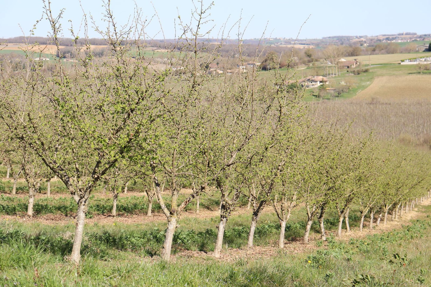 Pure Organic Hazelnut Butter — Single-Origin, Small-Batch