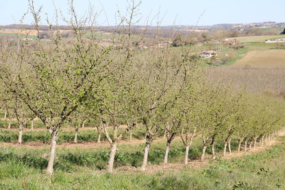 Pure Organic Hazelnut Butter — Single-Origin, Small-Batch