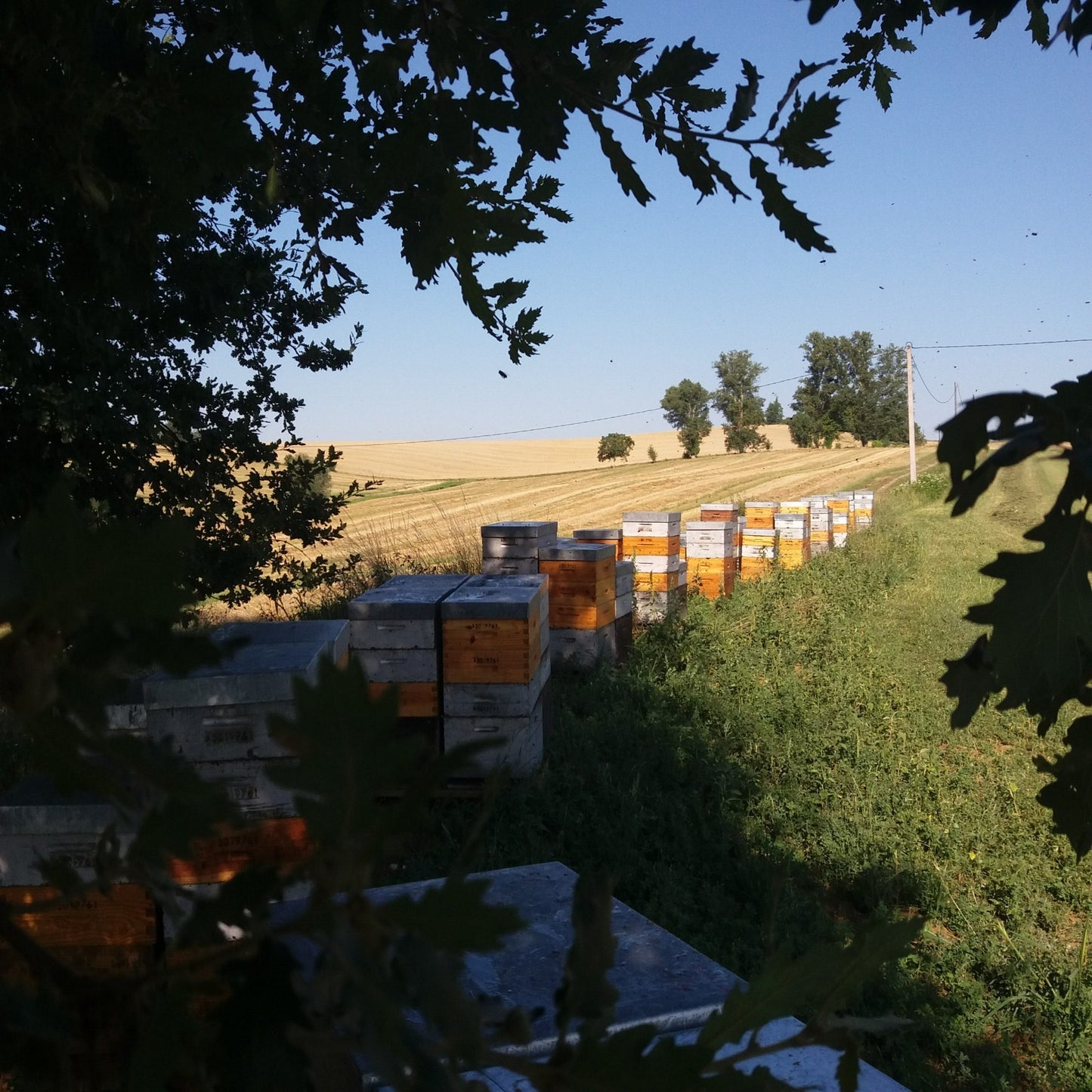 French Artisanal CNY Gift Set｜Organic Nut Oil · Pure Nut Butter · Raw Wildflower Honey