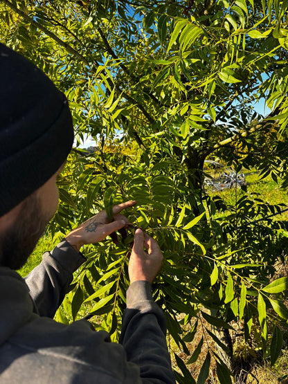 Pure Organic Hazelnut Butter — Single-Origin, Small-Batch