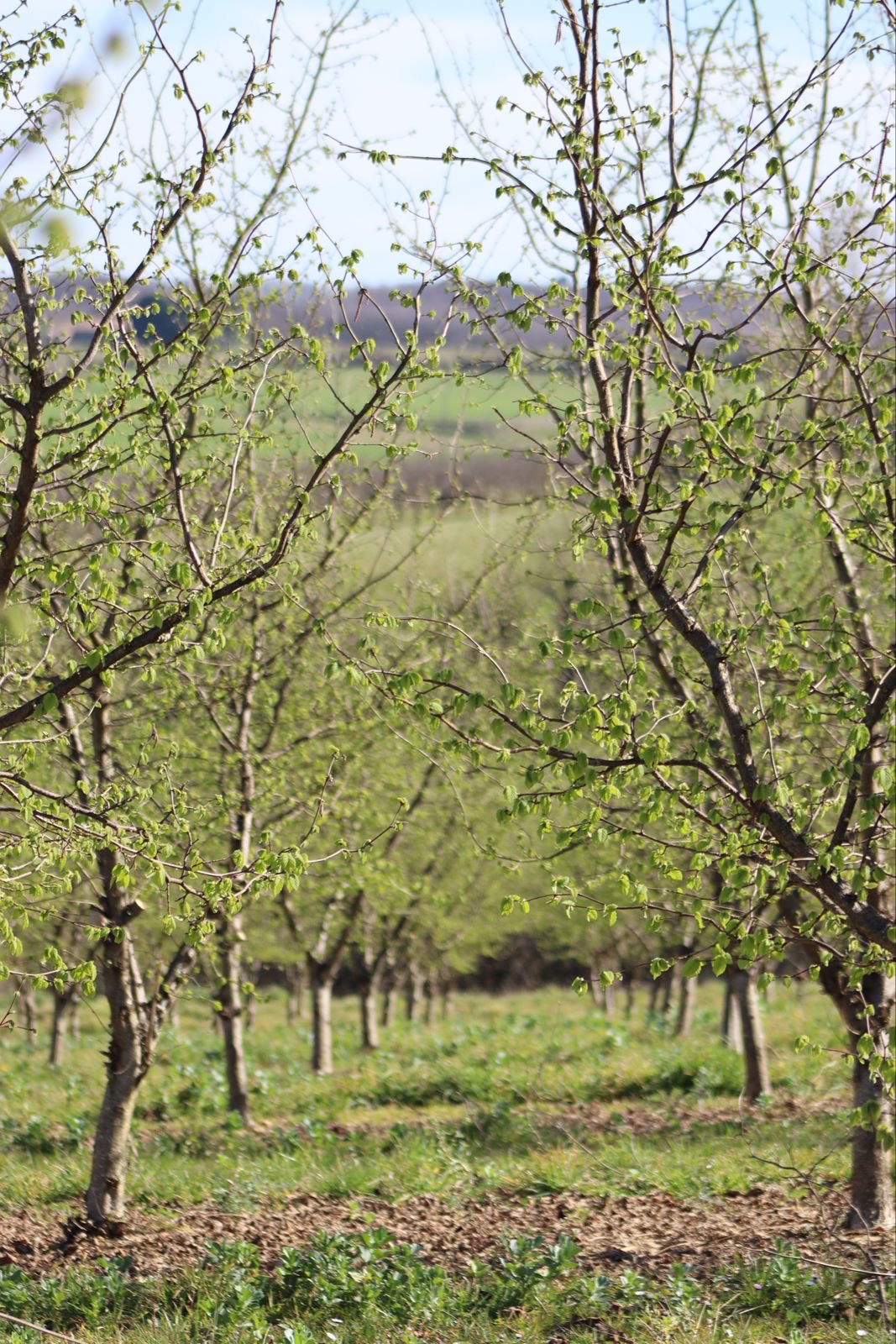 Pure Organic Hazelnut Butter — Single-Origin, Small-Batch