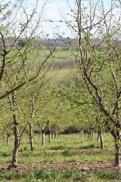 Pure Organic Hazelnut Butter — Single-Origin, Small-Batch