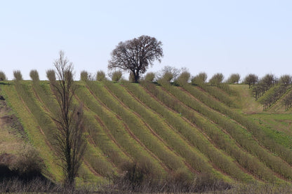 Pure Organic Hazelnut Butter — Single-Origin, Small-Batch