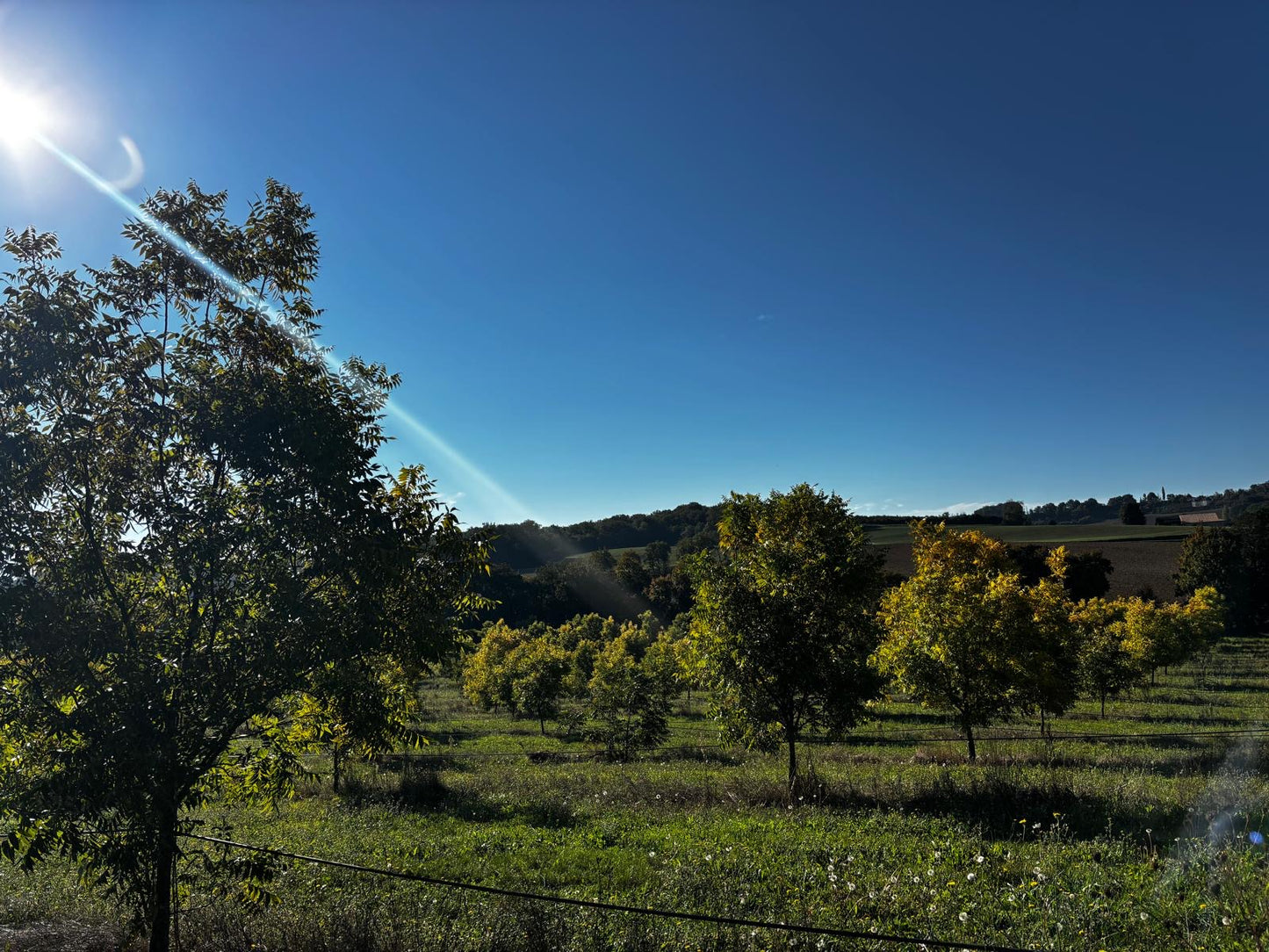 Pure Organic Hazelnut Butter — Single-Origin, Small-Batch
