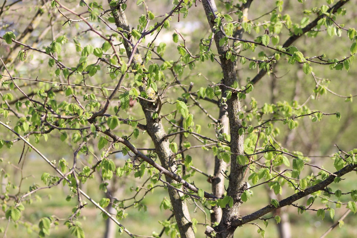 Pure Organic Hazelnut Butter — Single-Origin, Small-Batch